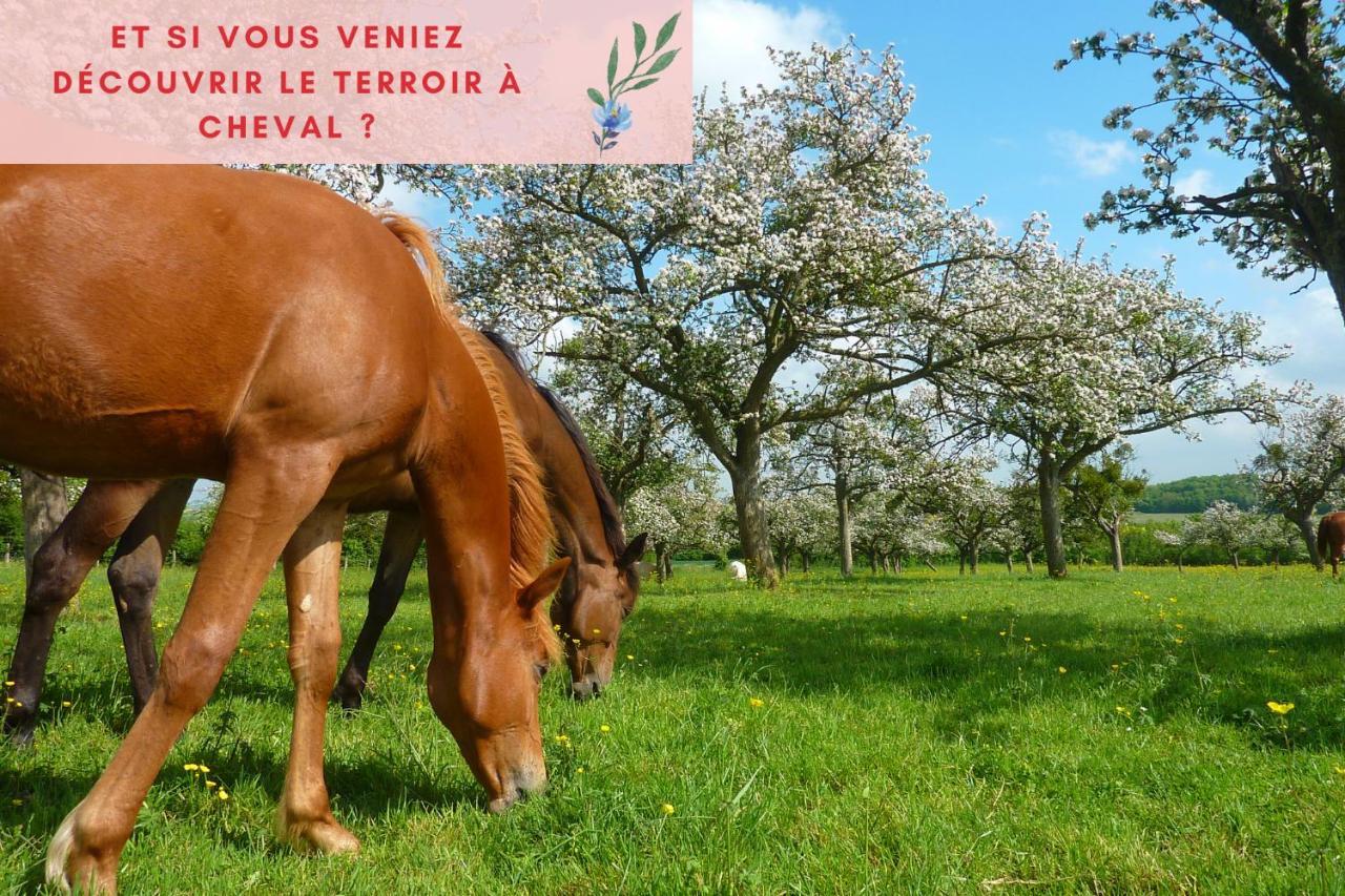 Suite Jungle - Jardin, Netflix Et Parking - Le Manoir Aux Pommes Orbec Luaran gambar